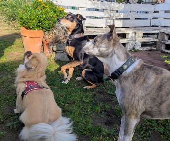 Drei Hunde Nala, Romeo und Rocky im Garten